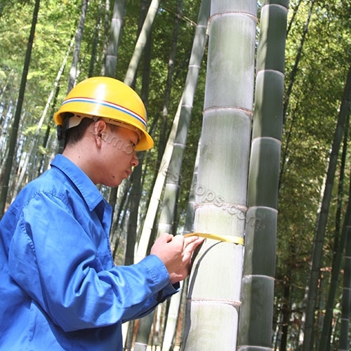 elija 4-6 años de bambú Mao