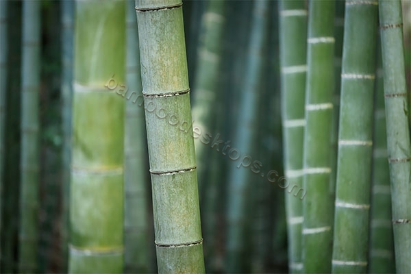 Moso bambusunun avantajları